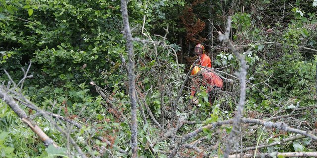 Über 600'000 ha Schweizer Wald ist FSC-zertifiziert, während die PEFC-Zertifikation 200'000 ha Schweizer Wald abdeckt. (Symbolbild lid / ji)