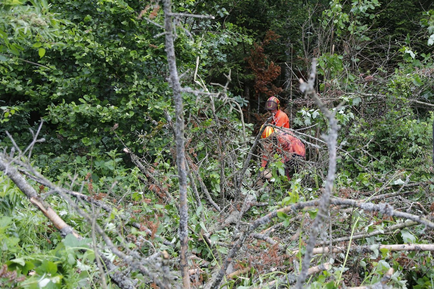Über 600'000 ha Schweizer Wald ist FSC-zertifiziert, während die PEFC-Zertifikation 200'000 ha Schweizer Wald abdeckt. (Symbolbild lid / ji)