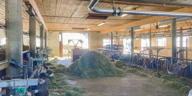 Wie gesund und leistungsfähig Kühe sind, hängt stark von der Qualität des Grundfutters, aber auch von ihrem Wohlbefinden im Stall ab. (Bild Alexandra Stückelberger)