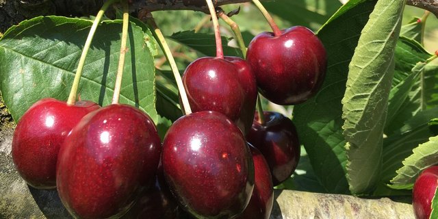 Die Kirschenernte ist heuer gut, das drückt die Preise. (Symbolbild Binder Dominik)