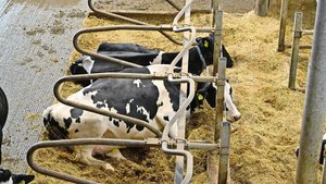 Eine gute Tierhaltun Eine gute Tierhaltung reicht nicht: Beim baulichen Tierschutz geht es um Zentimeter. Etwa bei der Höhe des Bugholzes in den Boxen.