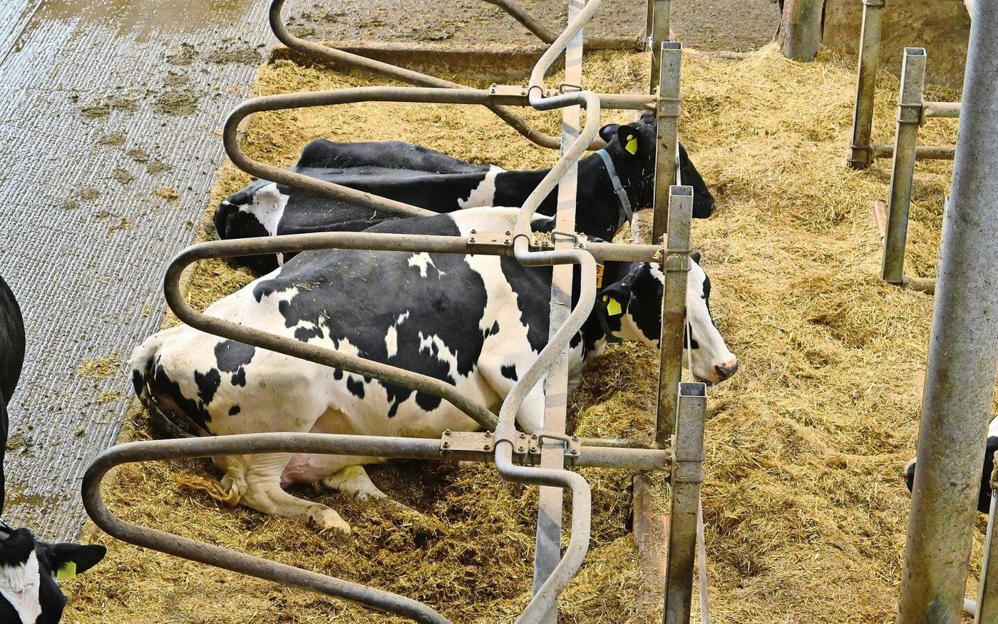 Eine gute Tierhaltung reicht nicht: Beim baulichen Tierschutz geht es um Zentimeter. Etwa bei der Höhe des Bugholzes in den Boxen.
