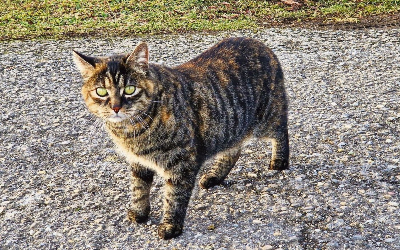 Auf dem Rummelenhof ist auch Pfisters Bauernhofbüsi Moana zu Hause.  