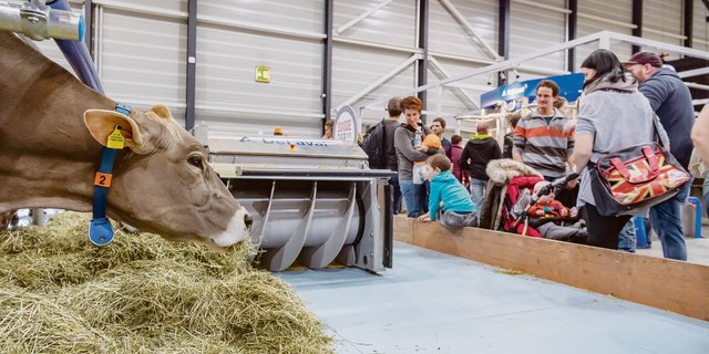 «Schnell angewöhnt»: Lussis Kühe frassen in der Messehalle unter Beobachtung. (Bilder Messe Luzern)