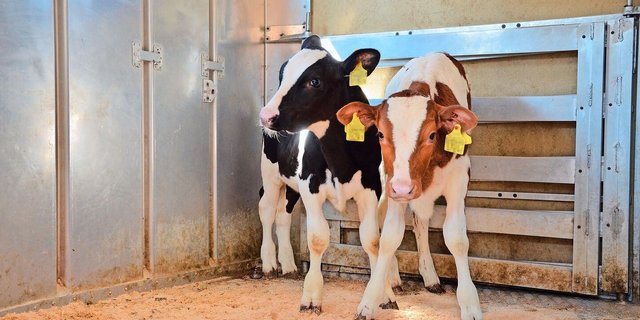 Vor der Übergangsphase war die BVD-Ampel bei rund 86 % der Betriebe grün und nur bei 0,2 % oder 83 Betrieben rot. 13 % waren orange.