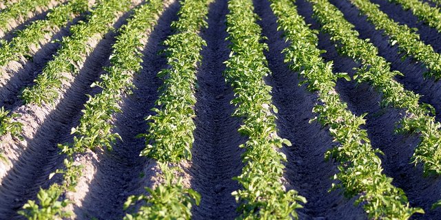 In Neuseeland werden die Kartoffeln knapp. (Symbolbild Pixabay)