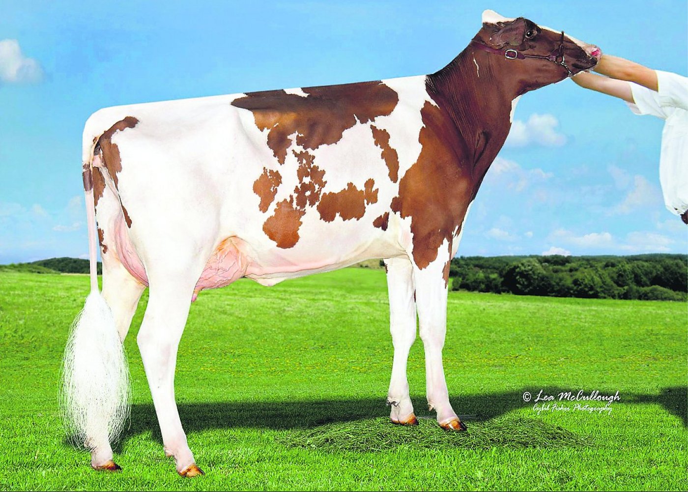 Sie ist eine der ersten abgekalbten Töchter vom Stier Ladd P in Amerika: Tiger Lily Ladd Fifi VG-85. (Bild: cf)
