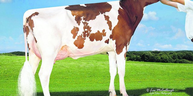 Sie ist eine der ersten abgekalbten Töchter vom Stier Ladd P in Amerika: Tiger Lily Ladd Fifi VG-85. (Bild: cf)
