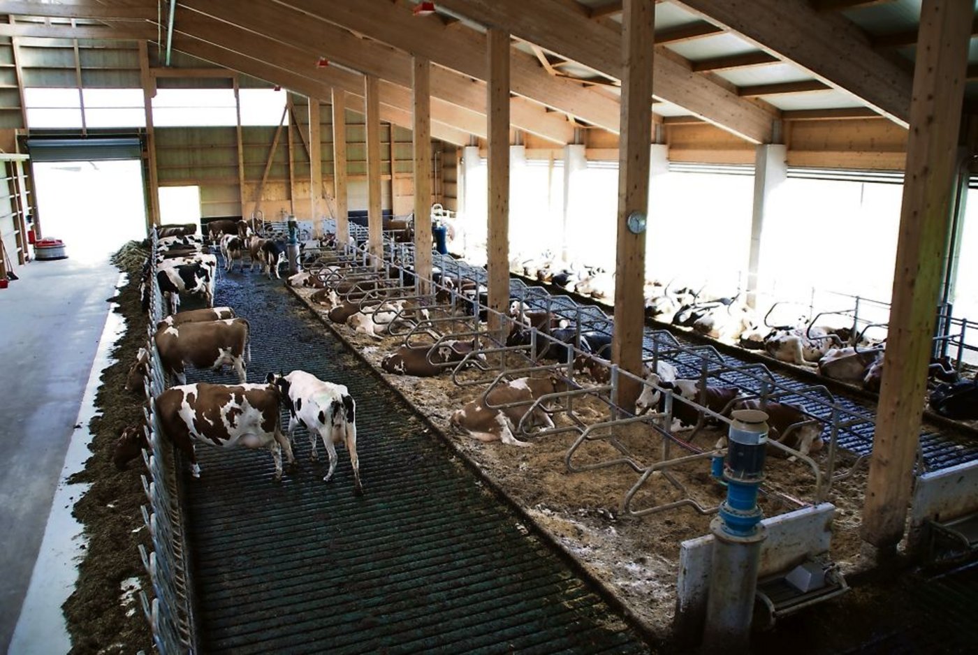 Entweder liegen oder fressen die Kühe. Ein Herumstehen ist meistens ein Signal dafür, dass mit den Liegeboxen etwas nicht stimmt. (Bilder: Michael Goetz)