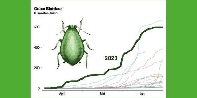 Die kummulierte Anzahl gezählter Blattläuse in der Saugfalle in Changins: In keinem anderen Jahr ist die grüne Blattlaus so früh aufgetreten wie 2020. (Quelle Agroscope Changins)