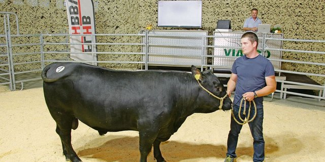 Der Stier 3D Crabbe vom Züchter Hervé Despond aus Dizy VD war Angus-Champion. Mit Fr. 8400.– war er der teuerste Angus und teuerste Stier des Tages. 