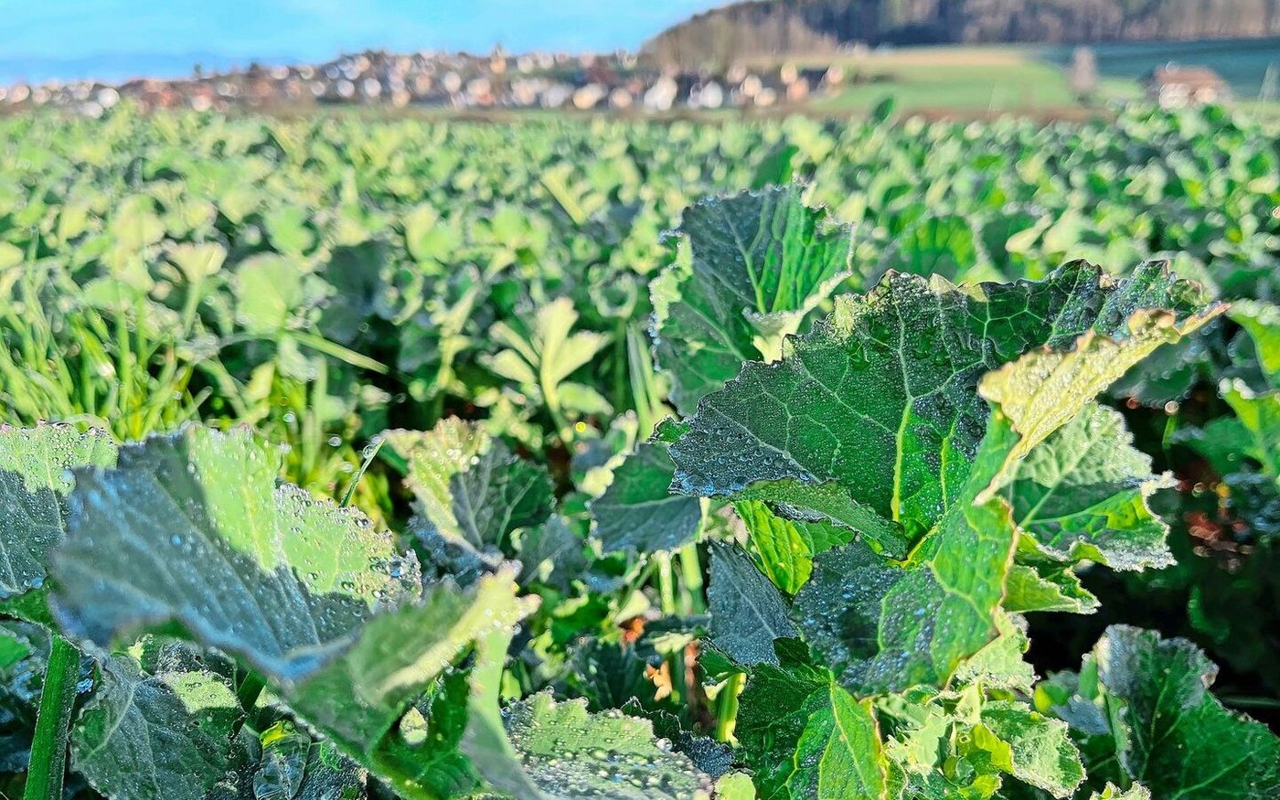 Gemäss GRUD kann man im Fall eines warmen Frühlings mit genügend Wasser die N-Düngermenge verringern.