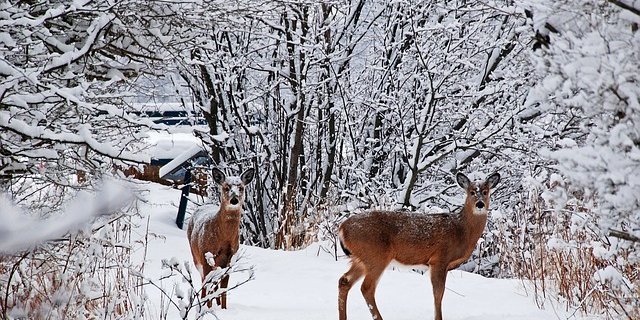Der starke Schneefall erschwert dem Wild die Nahrungssuche. (Symbolbild Pixabay)