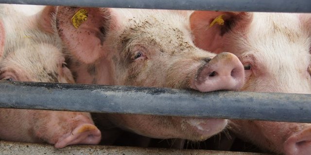 Ein erster Fall der Schweinepest muss in Kambodscha verzeichnet werden. Für die Schweiz besteht weiterhin grosse Gefahr. (Bild lid/ji)