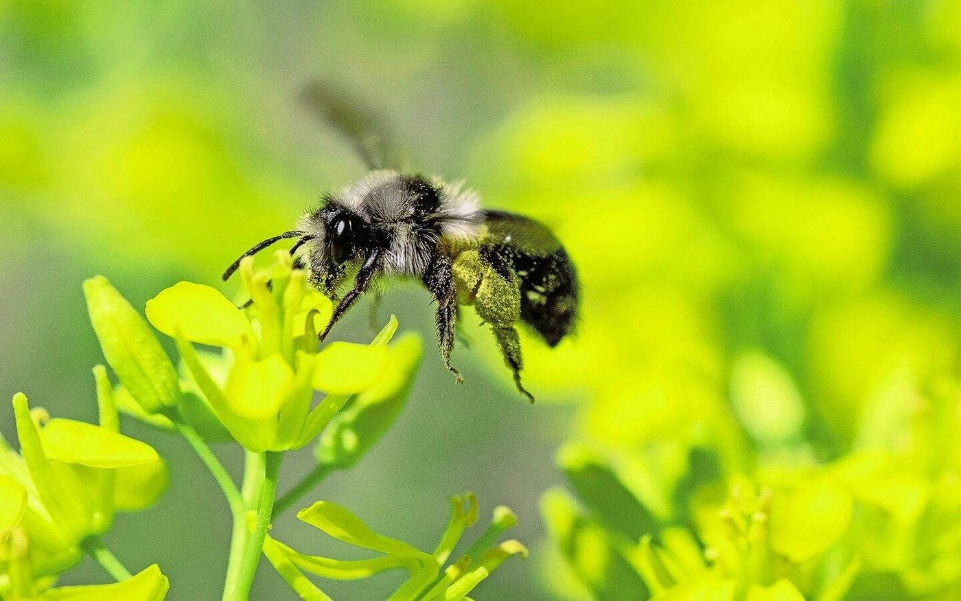 Der grau-weisse Pelz ist ein markantes Merkmal der Aschgrauen Sandbiene. Sie nutzt diverse Blütenpflanzen als Nahrungsquelle. 