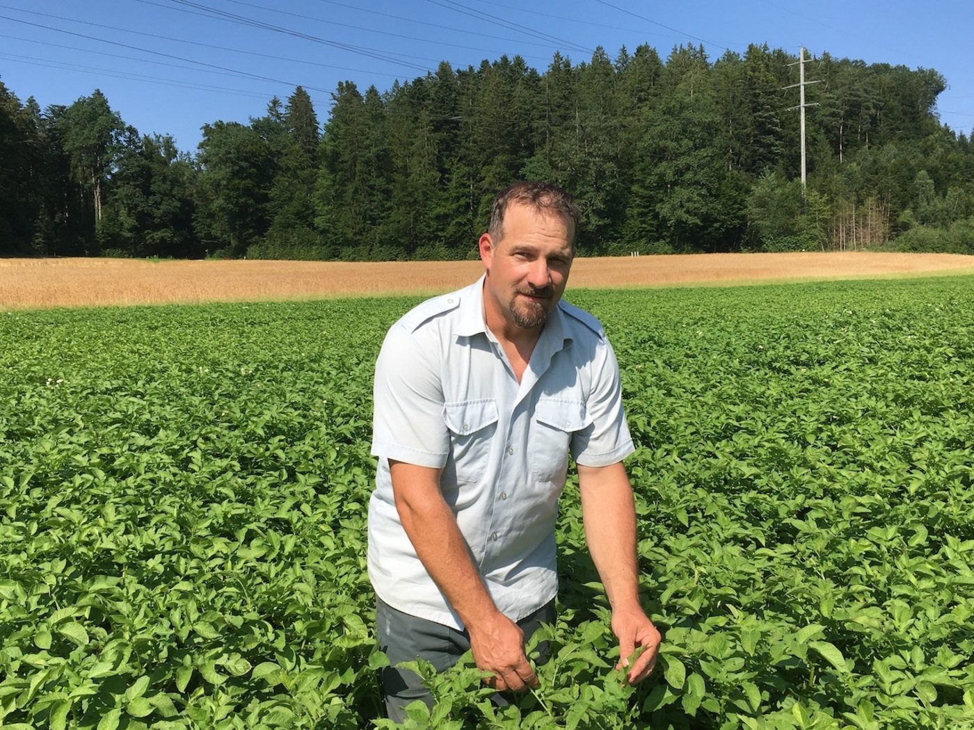 Der Überflug mit der Spritzdrohne am Wochenende hat sich bewährt, bisher ist keine Krautfäule auf Christian Wyss’ Kartoffelfeld aufgetreten. (Bild Jil Schuller)