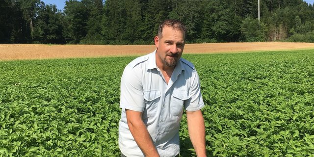 Der Überflug mit der Spritzdrohne am Wochenende hat sich bewährt, bisher ist keine Krautfäule auf Christian Wyss’ Kartoffelfeld aufgetreten. (Bild Jil Schuller)