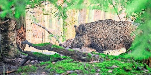 Mit der ASP erkrankte Wildschweine kommen der Schweiz ständig näher. Die Behörden rechnen damit, dass ein Ausbruch hierzulande immer wahrscheinlicher wird. 