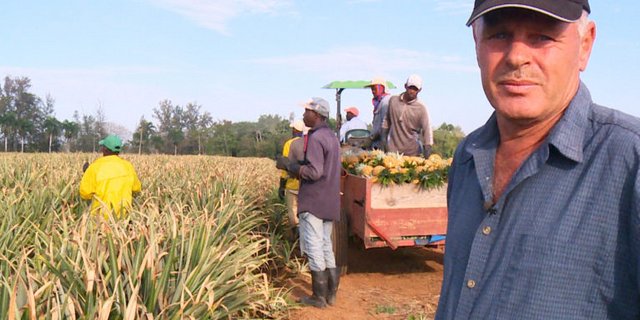 Emil Trüeb auf einem seiner Ananas-Felder. (Bild SRF)