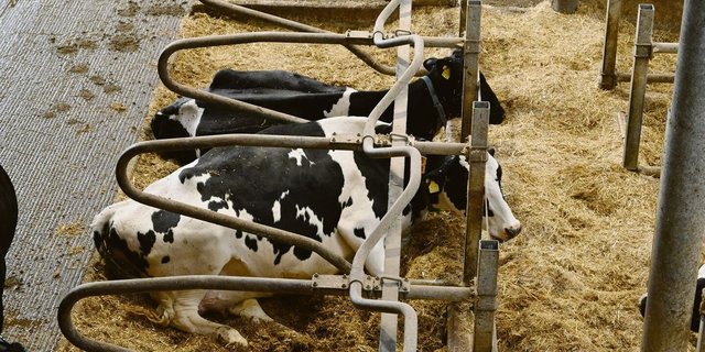 Im Warteraum vor dem Melkstand, im Fress- und im Liegebereich ist besonders für Kühlung zu sorgen.