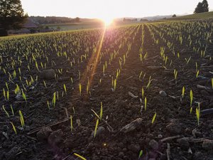 Mit Wechselweizen gegen den Klimawandel Im Anbau unterscheidet sich Wechselweizen kaum vom Winterweizen, ausser, dass er auch erst im Frühling gesät werden kann. Bild: Beat Schmid