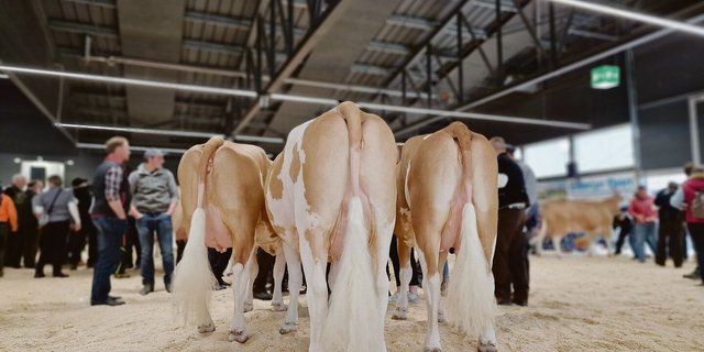 Die Eutergesundheit ist für die Milchproduktion ein zentrales Thema. Immer tiefere Zellzahlen zu fordern, sei aber nicht der richtige Ansatz, sagt Tierarzt Andreas Raemy. 