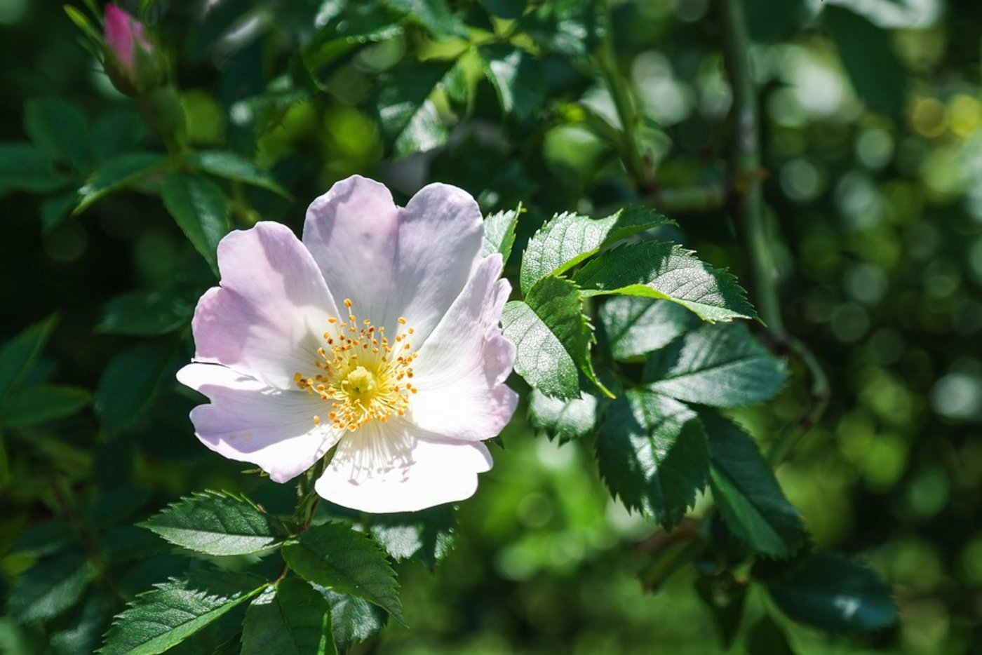 In der dornigen Heckenrose sind Vogelnester vor Katzen sicher.