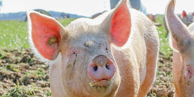 Die Branche will das Schweizer Schweinefleisch noch besser ausloben.(Bild BauZ)