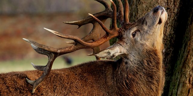 In Österreich kommen immer wieder Tuberkulose-Fälle bei Rotwild vor. (Symbolbild Pixabay)