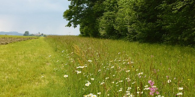 Nicht überall ist die Grenze zwischen Wald und Land so klar. Wird Wald nicht regelmässig zurückgedrängt, wächst dieser ein. Statische Waldgrenzen sollen mehr Rechtssicherheit schaffen.  (Bild Josef Scherer)