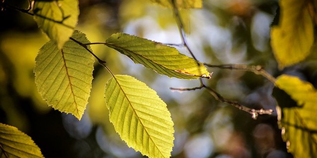 Im Gegenteil dazu benötigen andere Arten wie Buche oder Ahorn ziemlich viel Kälte, um sich im Frühjahr optimal entwickeln zu können. (Bild Pixabay)