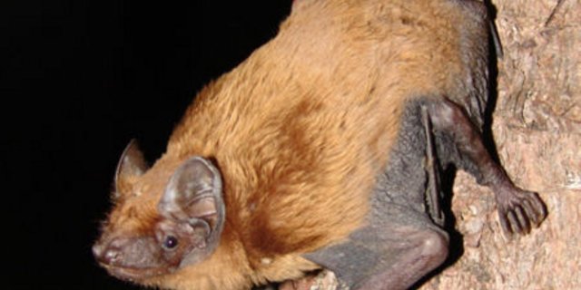 Viele Fledermäuse schaffen den Flug in den Süden. (Bild: Mnolf)