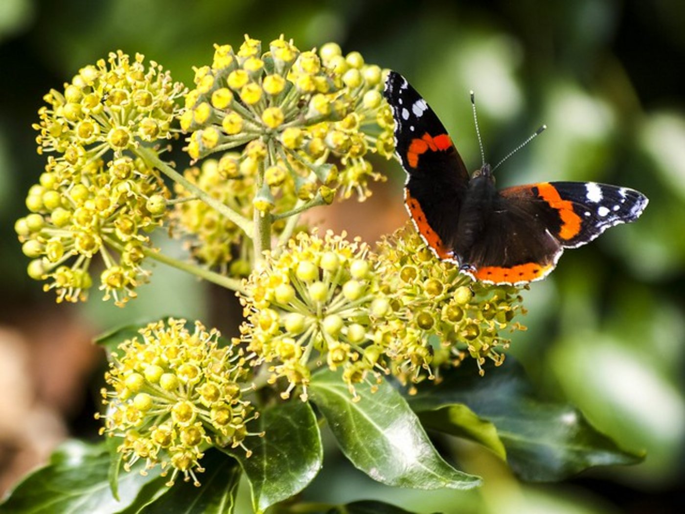 Auch wenn in einem Ökosystem vielleicht zunächst nur einzelne Arten verschwinden, sei dies ein wichtiger Indikator, dass etwas schief laufe. (Bild Flickr/Kathy Büscher)