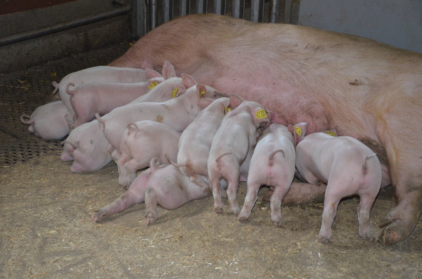Der Erreger greift Hirn und Rückenmark der Tiere an und führt zum sogenannten "Ferkelzittern", bei dem die Tiere zu stark zittern, um Nahrung zu sich zu nehmen. (Bild BauZ)