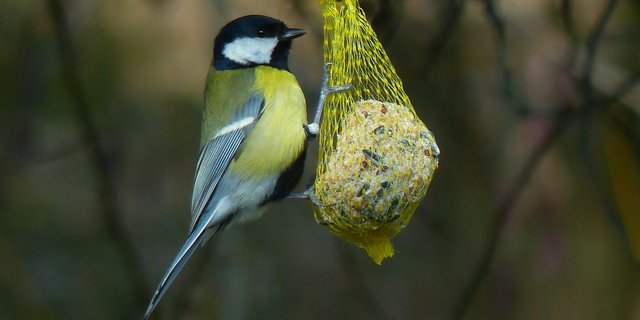 Eine Kohlmeise frisst Vogelfutter. (Bild Pixabay)