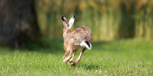 In der Schweiz gibt es nur wenig Feldhasen, gerade in Ackerbaugebieten haben sie es schwer. (Bild Pixabay)