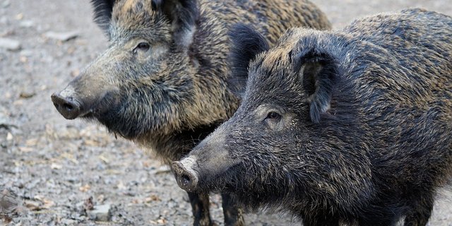 In Polen grassiert die Afrikanische Schweinepest bei Wildschweinen. (Symbolbild Pixabay)