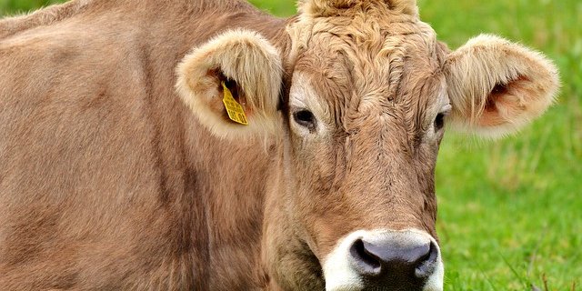 In der Schweiz gab es die letzen Fälle von Rindertuberkulose 2013. (Symbolbild Pixabay)
