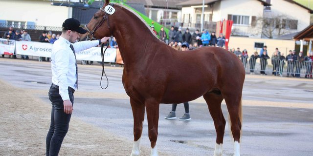 Cartoon du Padoc soll trotz Sieg in Glovelier, den Stationstest nicht zu Ende führen können. (Bild kr)