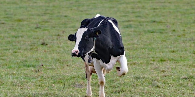 Zwar verzeichnete man 2020 allgemein höhere Milchpreise, für den SBV ist die Situation bei der Molkereimilch aber nach wie vor «unbefriedigend». (Symbolbild Pixabay)