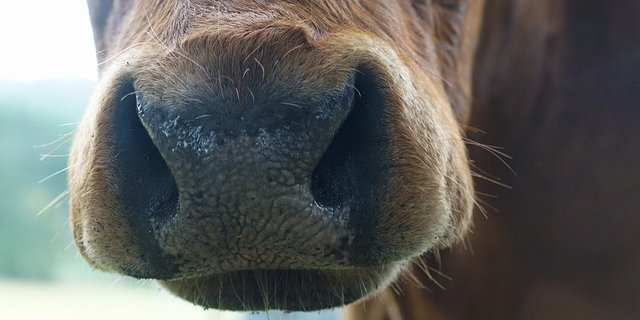 Tiere die von BSE betroffen sind, müssen getötet und das Fleisch vernichtet werden. (Symbolbild Pixabay)