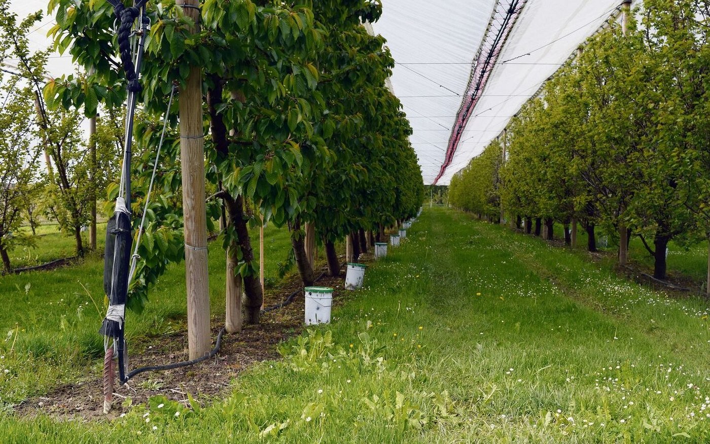 Die Ostschweizer Obstproduzenten wappnen sich mit Frostkerzen. Die Kälte anfangs Woche gab schon einen Vorgeschmack. 