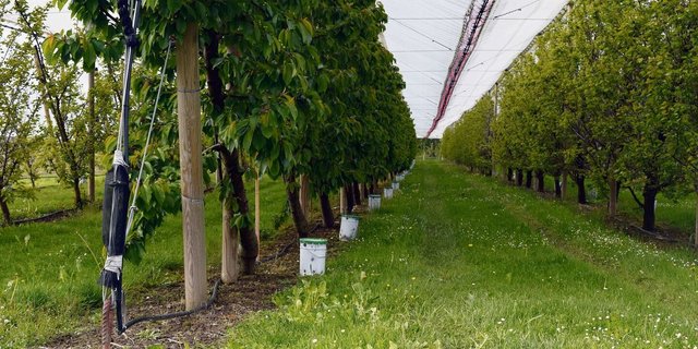 Die Ostschweizer Obstproduzenten wappnen sich mit Frostkerzen. Die Kälte anfangs Woche gab schon einen Vorgeschmack. 