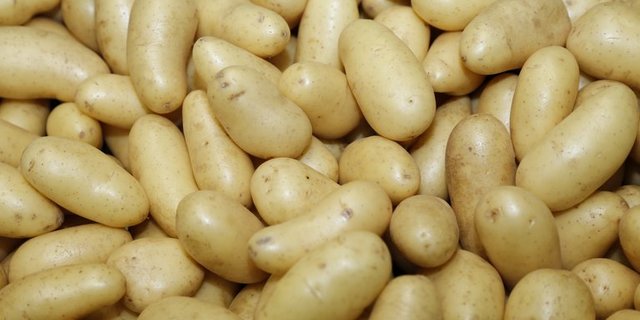 Pflanzkartoffeln sind in den meisten Ländern teure Mangelware. (Bild lid)