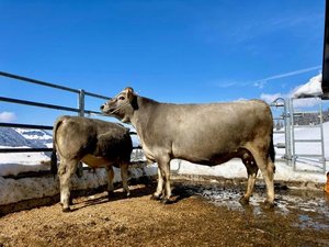 Mutterkühe 1. Rang: Dorli (Casso/Fangus), Besitzer: Remo Bischof, Stein SG