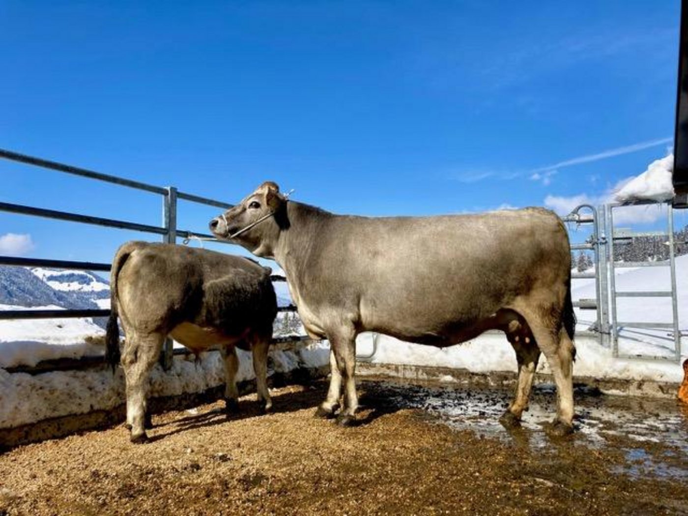 Mutterkühe 1. Rang: Dorli (Casso/Fangus), Besitzer: Remo Bischof, Stein SG