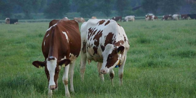 Wiesenmilch von Aargauer Kühen wird weiterhin in Suhr abgefüllt. 