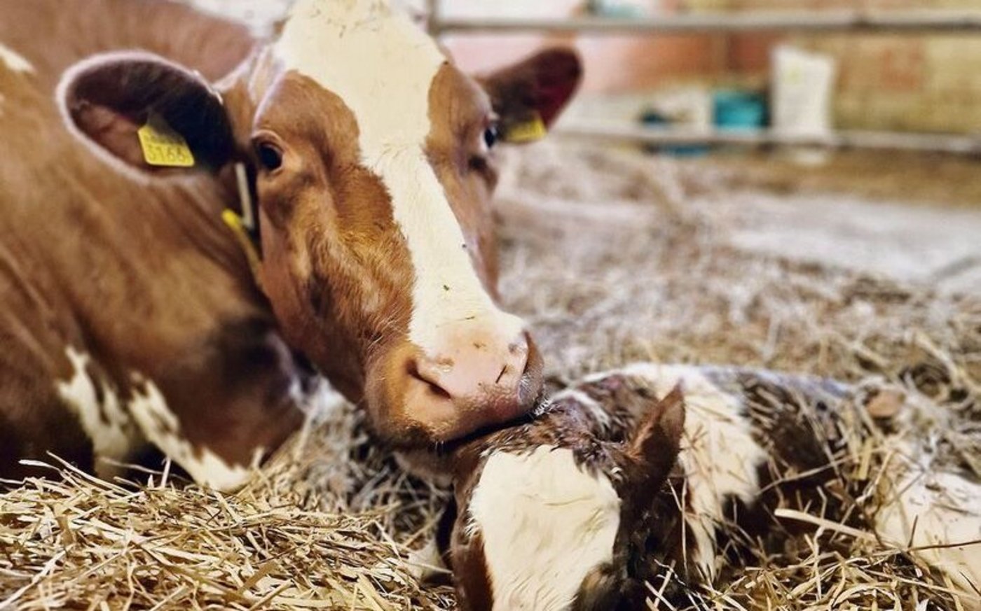 Kühe können auch mehrere Tage nach dem Abkalben festliegen. Weil Infusionen ausgehen, muss vermehrt präventiv gearbeitet werden.