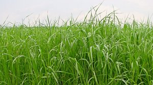 Anhand der Resultate der Sortenprüfung erstellt Agroscope eine immer aktualisierte Liste der empfohlenen Sorten von Futterpflanzen. Wichtig ist bei Raigräsern z. B. die Resistenz gegen Bakterienwelke. (Bild Daniel Suter / Agorscope)