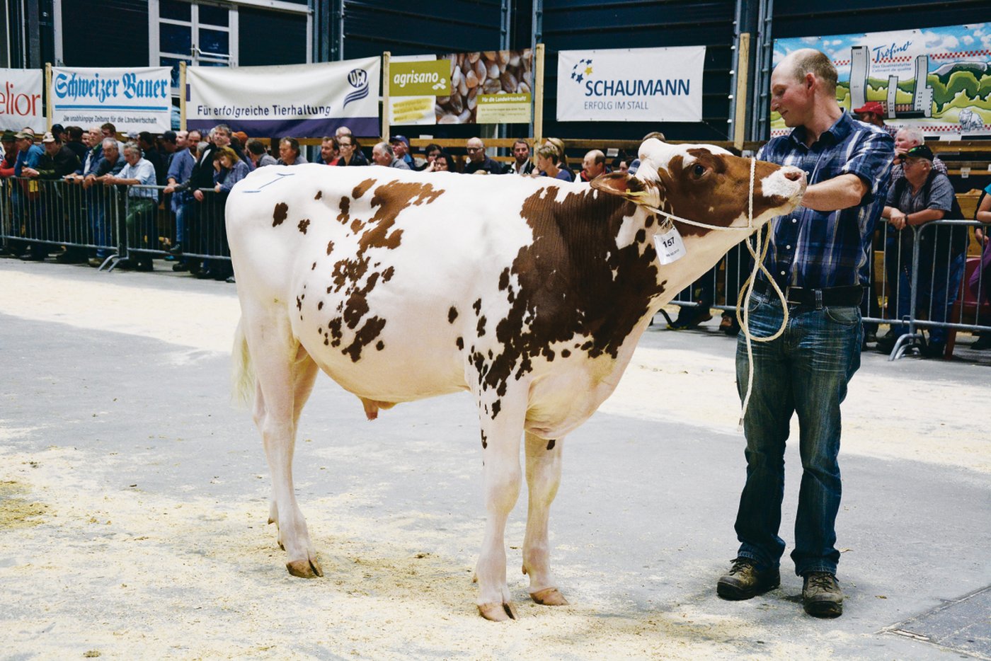 Den Titel Mister Stierkalb Red Holstein/Holstein holte Rustico von Hans und Christian Stegmann, Mont-Soleil, nach Hause. 